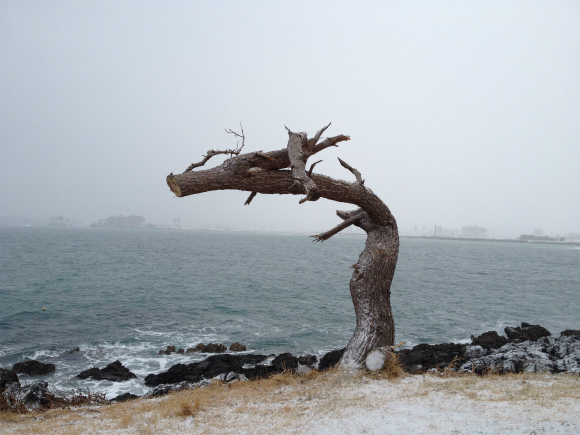 Dragon Tree On Coast Of Disaster-Struck Miyagi Prefecture Symbol Of Recovery, Draws Visitors From Across Japan