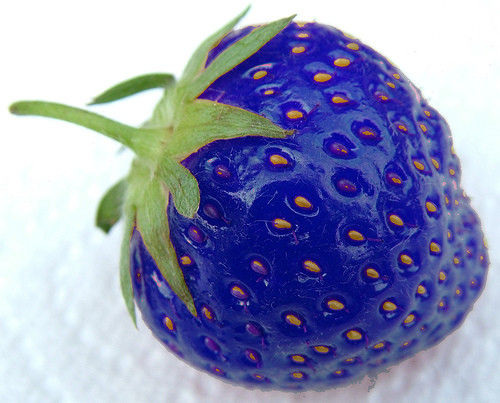 Much A-Blue About Strawberries, Hypothetical Question Gets Everyone in a Tizzy