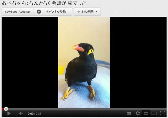 Is There a Tiny Person Inside That Bird?! Pet Myna Abe-chan Impresses With His Conversational Skills