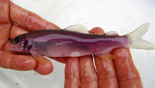Mutant Fish with Transparent Scales Discovered at Japanese Fishery…Among 300,000 Regular Opaque Fish