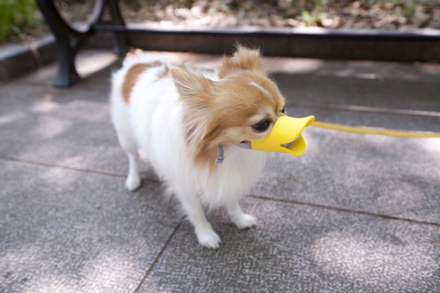 Duckbill Dog Muzzles, “Cat Shells” and Other Strange Designer Pet Goods From Japan