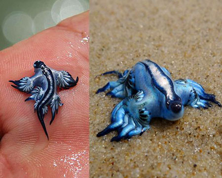 “Blue Dragon” Sea Slug Reminds Us That the Ocean is Filled With Strange Creatures That Look Like Pokemon