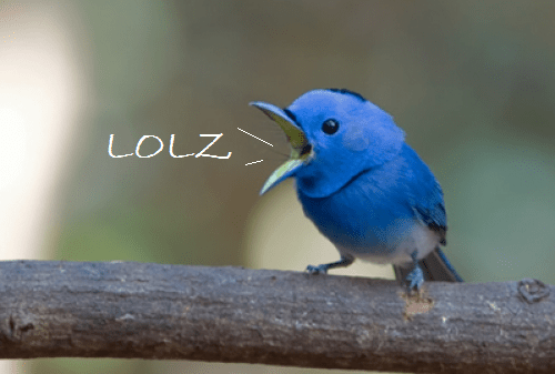 Birds Reclaim Social Networking Site Twitter, Leave Cryptic Messages and LOL@stupidhumans