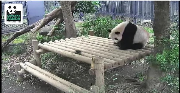 Ueno Zoo’s Panda Enclosure Goes Big Brother, Installs Real-Time Cameras for All to See