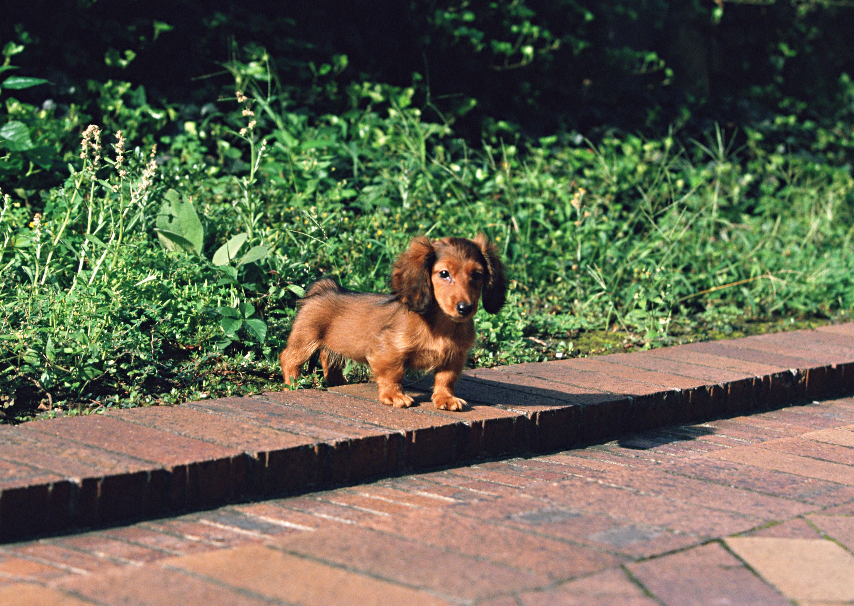 Dachshund - Sidewalk Dog