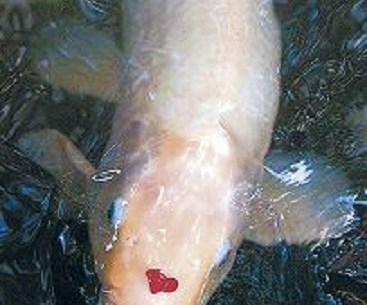 The Koi Carp Fish in Japan: What is Their Significance? - Interac Network