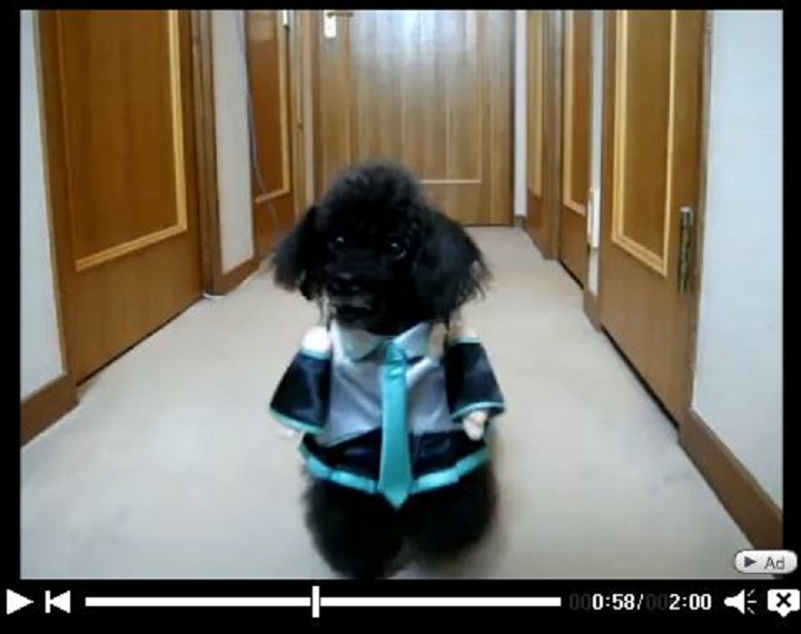 Hatsune Miku costume for dogs