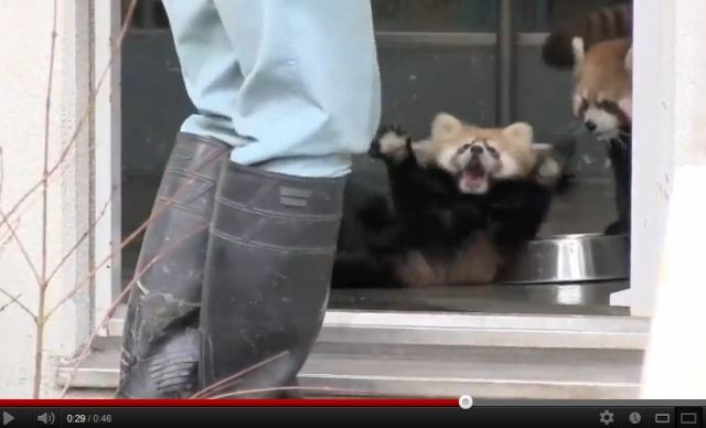 “Aaaaargh!!!” Baby Red Panda Makes his Dramatic Screen Debut