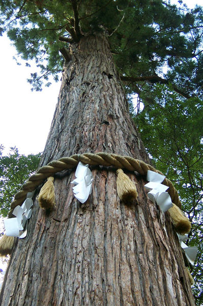 Serial Tree Killer on the Loose in Western Japan, 14 “Sacred Trees” Poisoned So Far