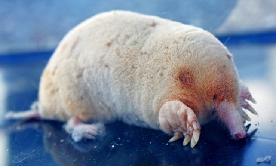 Japan’s Angelic Animal Trend Continues! Tiny White Mole Discovered in Wakayama Prefecture