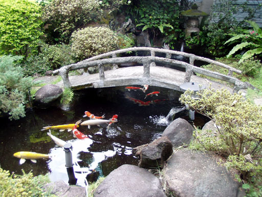 Japan in Taiwan koi pond