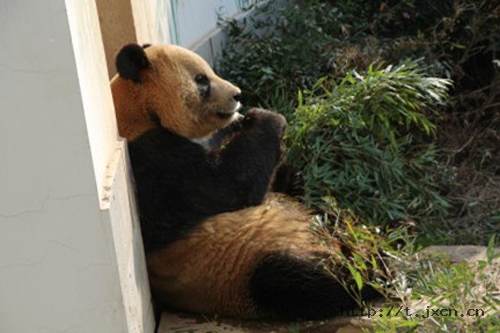 Zoo Dwelling Panda Turns Yellow, Bums Out Visitors and Enrages Internet