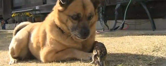 Interspecies Love Story: Dog and Wounded Bird Become BFFs
