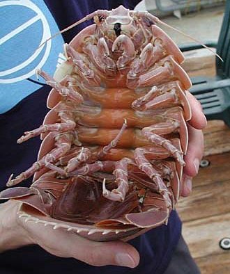 Giant Underwater Pill Bug Refuses To Eat For 4 Years Scientists Puzzled Why It S Being Such A Jerk Soranews24 Japan News