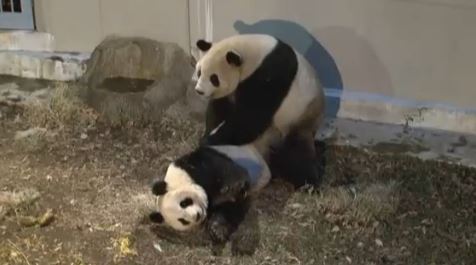 panda love 2