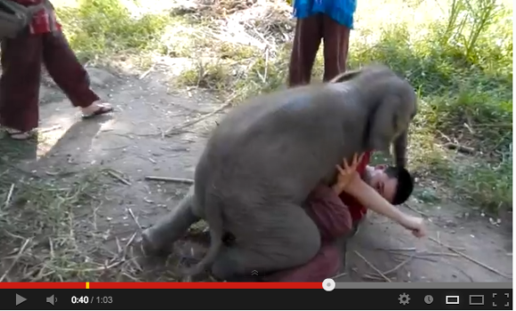 Baby Elephant Sits on Man