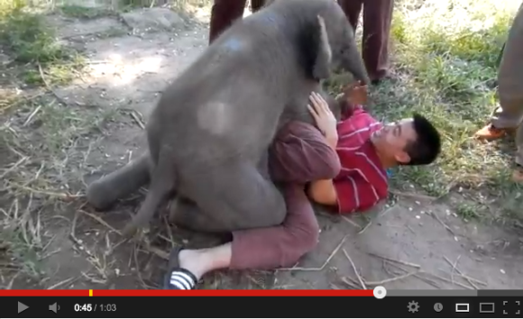 Baby Elephant Sits on Man