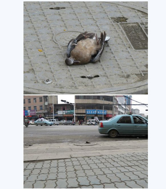 Bird Flu Spreading? Netizens Report Mysterious Bird Deaths in China