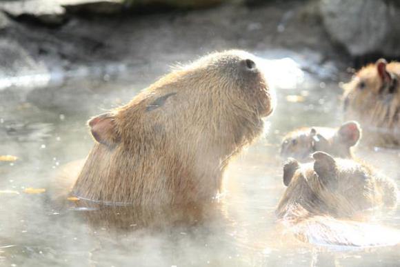Cute Animals Enjoy Hot Water Massage Therapy in Japan 【Video】 | SoraNews24  -Japan News-
