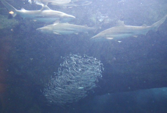 Kobe Aquarium Sardines Eaten by Sharks, Numbers Significantly Depleted in Two Days 2