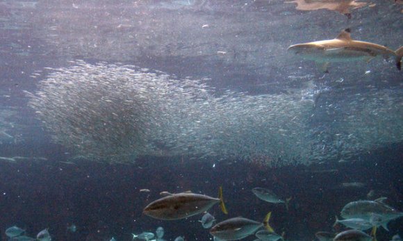 Kobe Aquarium Sardines Eaten by Sharks, Numbers Significantly Depleted in Two Days