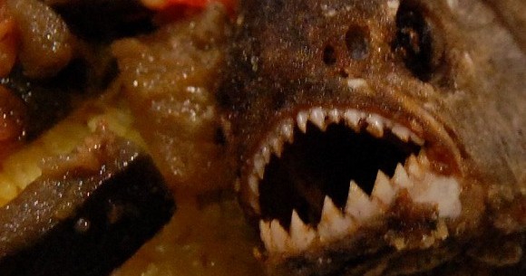 We Try Fried Piranha, Even Dead and Cooked It’s Pretty Dangerous | SoraNews24 -Japan News-