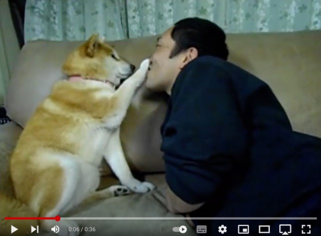 No Kisses For You! Cute Shiba Inu Refuses Owner’s Persistent Advances【Video】