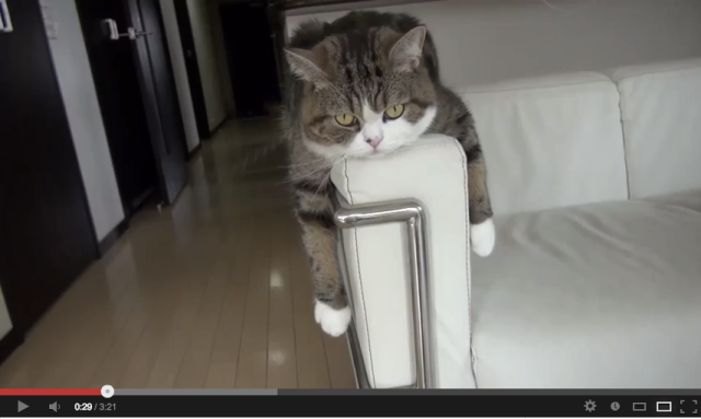 Maru turns six, Celebrates with an adorable video montage!