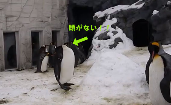 headless penguins 2