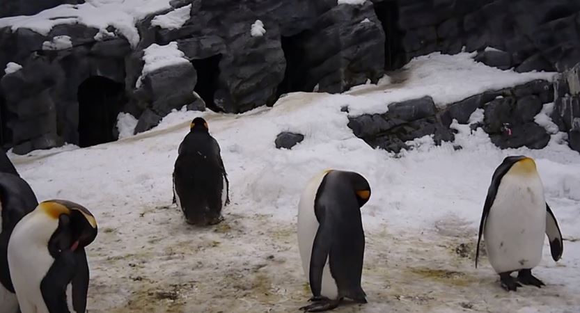 headless penguins 5