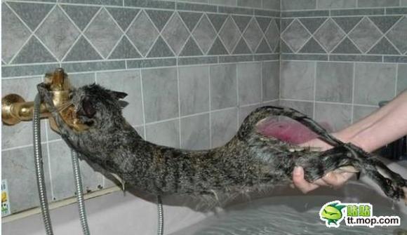 How to Bathe Your Cat 3