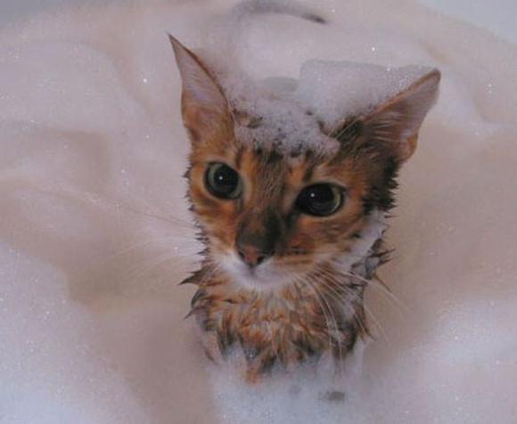 How to Bathe Your Cat 4
