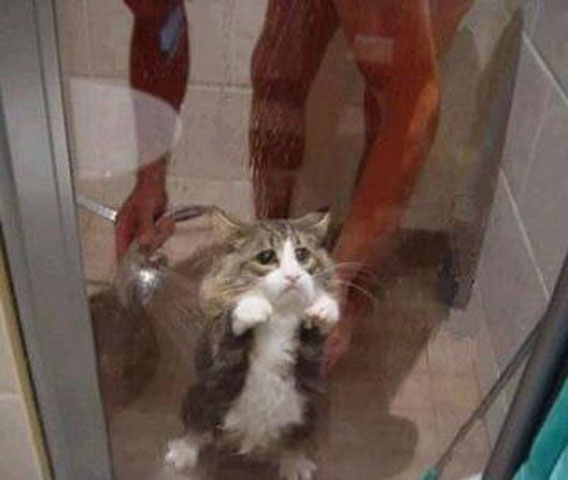 How to Bathe Your Cat in Three Easy Steps 【Photo Gallery】