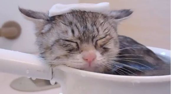 How to Bathe Your Cat