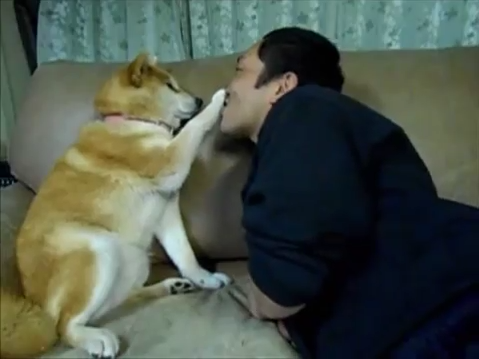 No Kisses For You! Cute Shiba Inu Refuses Owner’s Persistent Advances【Video】