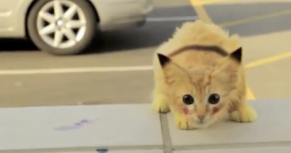 Finally Proof That Real Life Pikachu Is Feline Video Soranews24 Japan News