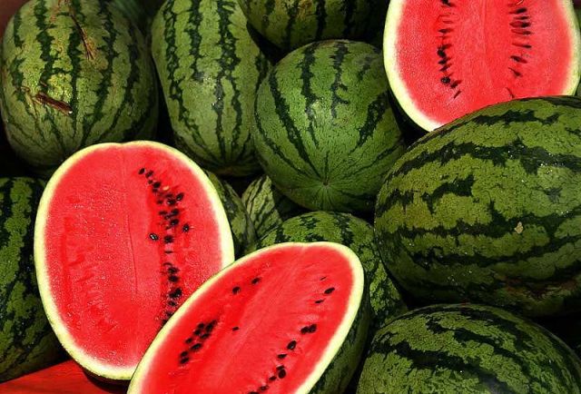 Grand theft watermelon: 700 hundred fruit snatched from Ibaraki farm