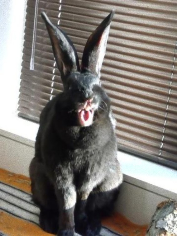 Yawning Bunnies10