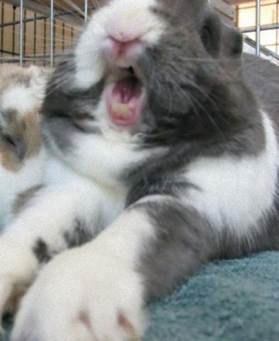 Yawning Bunnies11