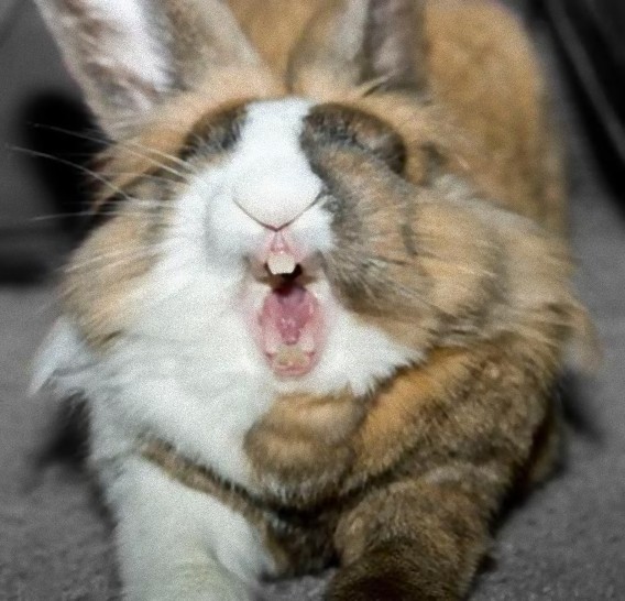Yawning Bunnies14