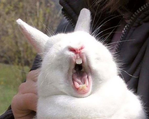 This just in: Yawning bunnies are terrifying! 【Photo Gallery】