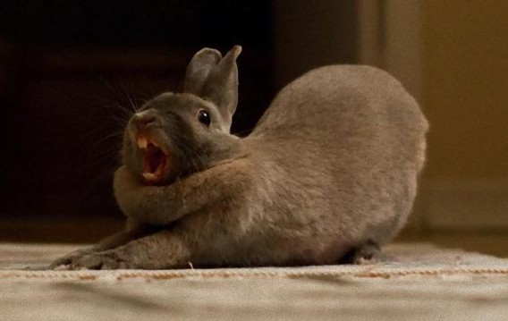 Yawning Bunnies4