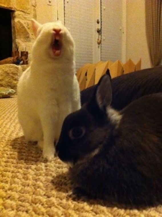 Yawning Bunnies5