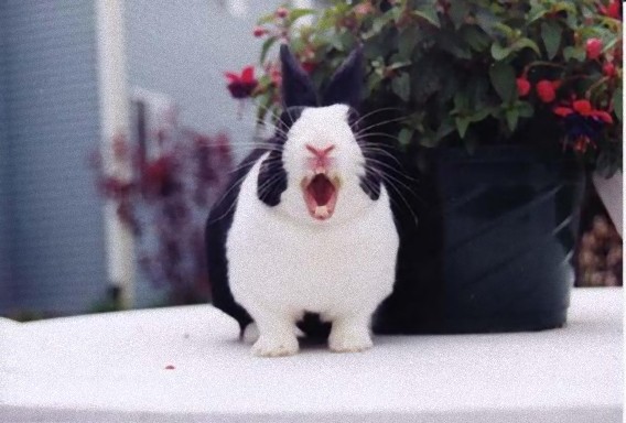 Yawning Bunnies8