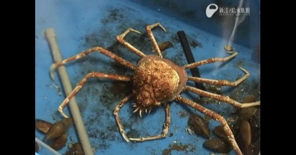 Petition · Support NO-TAKE of Australia's Iconic Spider Crabs during their  Moulting Season ·