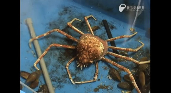 Moulting spider crab is horrifying and mouth watering at the same time
