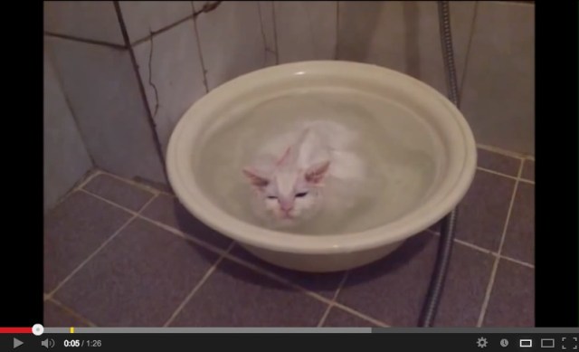 Proof that not all cats hate water – Korean kitty takes a dip 【Video】