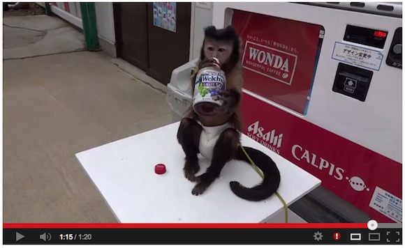 monkey drink
