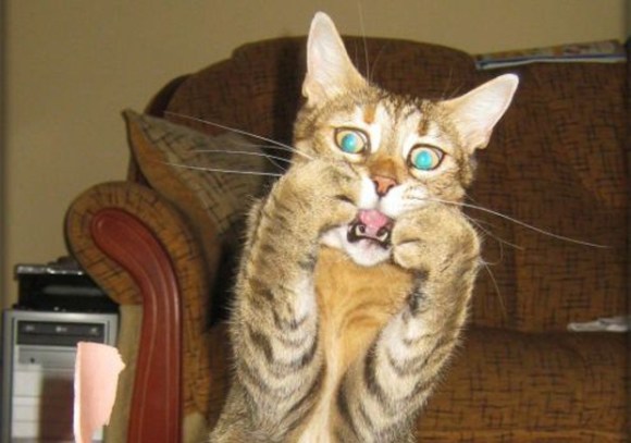 shocked-cat2