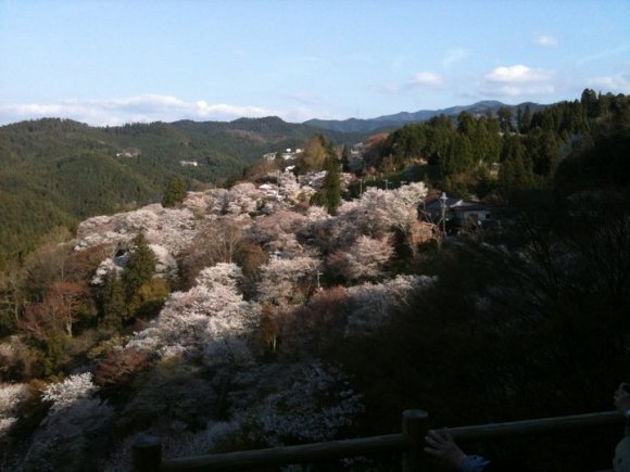 yoshino blossoms 2